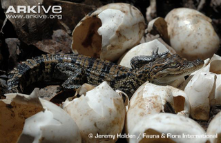 Illustration for article titled Sunday Crocodilian - Crocodylus siamensis Edition